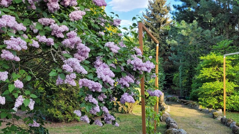 Kamienny Ogród Holiday Park to 6 komfortowych domków w prywatnym 2-hektarowym parku w Starych Sadach nad Jeziorem Tałty na Szlaku Wielkich Jezior Mazurskich, 5 km do Mikołajek